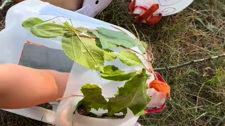 Çocuğun eli, üzerine yapraklar yapıştırılmış süt sürahisi kuş besleyicisine uzanıyor