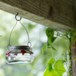 Besleyicinize Akın Sinek Kuşlarını Görmek İçin Günün En İyi Zamanı Bu