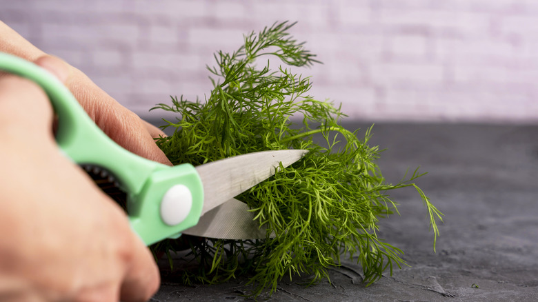 Bir makasla şifalı otları söyleyen bir şef