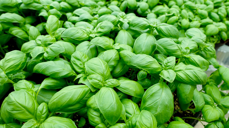 Taze fesleğen sağlıklı bir şekilde büyüyor
