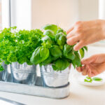 Mutfak Bahçenize Eklemek İsteyeceğiniz Ödüllü Bitki