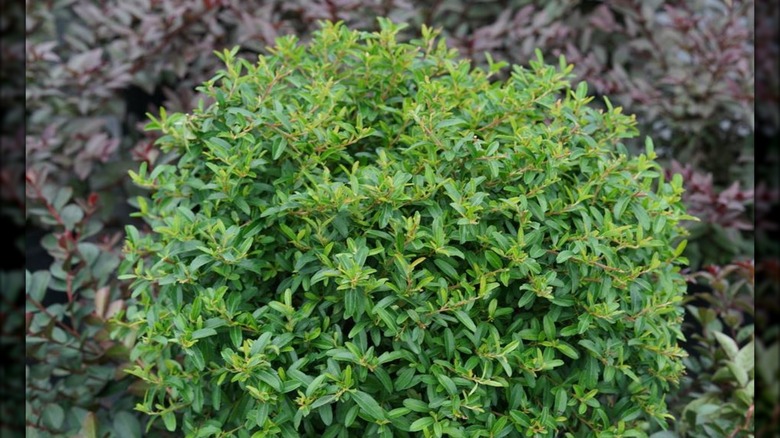 Pyracomeles 'Juke Box'a yakın çekim