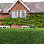 Isıya Çok Daha Toleranslı Kompakt Şimşir Alternatifi