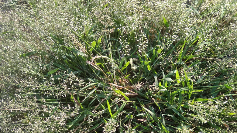 Çimenlikte büyüyen çiçek ve tohum başlarıyla yıllık çayır otu