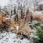 Daha Temiz Bir Arka Bahçe İçin Kışın Aranacak ve Kaldırılacak Sinsi Ot