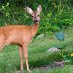 Bahçenize Ekleyebileceğiniz 12 Güzel Mor Geyik Dayanıklı Çiçek