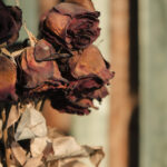 Ağaç Gövdeli Bitkilerin Güzel Görünmesine ve Daha Uzun Ömürlü Olmasına Yardımcı Olan Kolay Kendin Yap Yöntemi