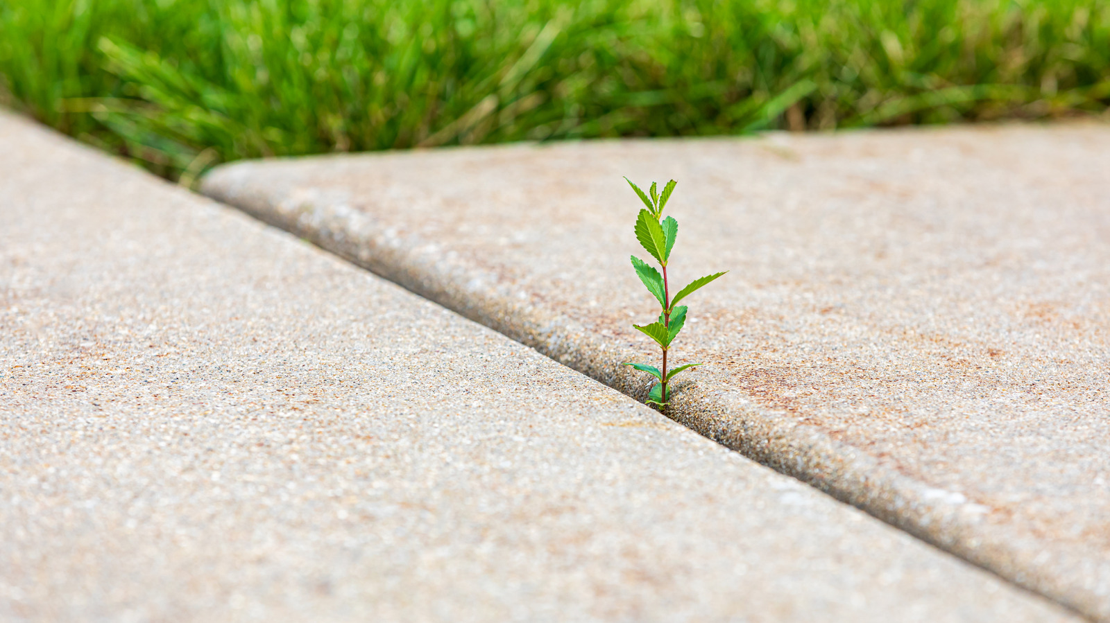 Az Bakım Gerektiren ve Otlara Dirençli Geçirgen Yol Malzemesi