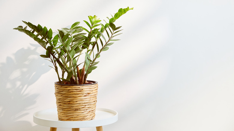 kapalı bir ZZ tesisi