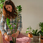 Yapay Işık Altında Büyüyen, Bakımı Kolay İç Mekan Bitkisi