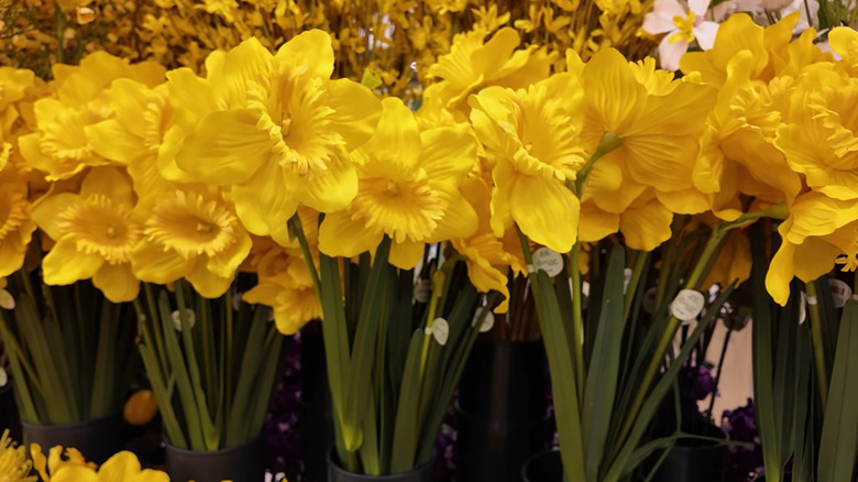 Hobi Lobisinde nergisli bahar çiçekleri bölümü