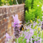Bu Bitkileri Lavantayla Yetiştirerek Bahçenize Daha Fazla Tozlayıcı Getirin