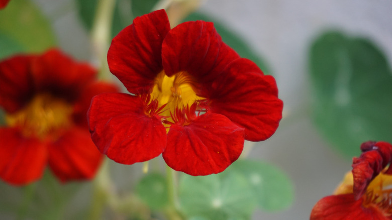 Hindistan İmparatoriçesi çiçeğine yakın çekim