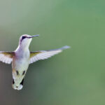 Tüm Yaz ve Sonbahar Boyunca Sinek Kuşlarını Çeken Çarpıcı Kırmızı Çiçek