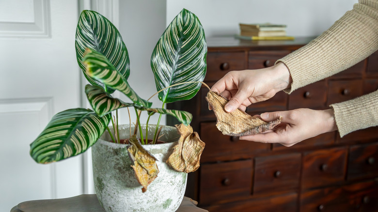 Saksıda Calathea bitkisinin ölü yapraklarını tutan kadın