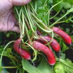 Hiç Zaman Almayan Besleyici Bir Hasat İçin Saksıda Turp Nasıl Yetiştirilir?