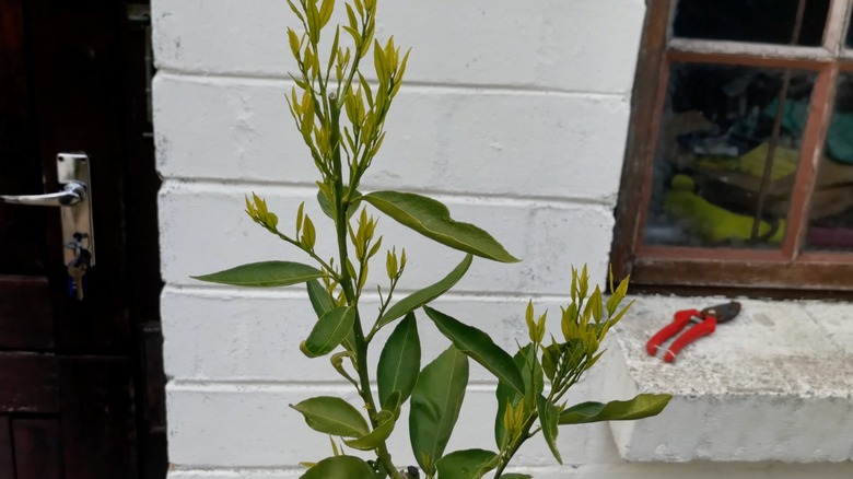 yeni büyüyen küçük genç narenciye ağacı