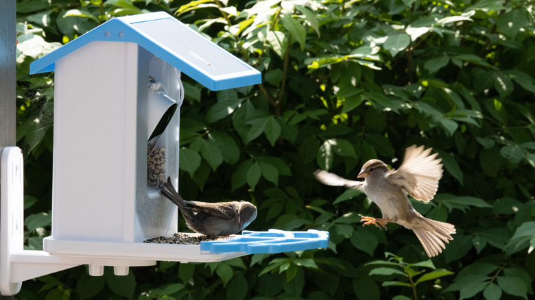 İki kuş kamerayla kuş besleyicisine doğru uçuyor