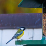 Müşteri İncelemelerine Göre En İyi 8 Kuş Besleyici Kamerası