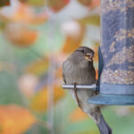 Tüm Sezon Boyunca Dayanmasına Yardımcı Olacak 8 Kuş Tohumu Saklama İpucu