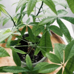 Tesisinizi Strese Sokabilecek Yaygın Para Ağacı Budama Hataları