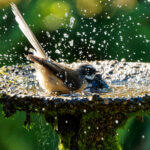 Kuşlara Tatlı Su Sağlamak İçin Kuş Banyosu Alternatifleri