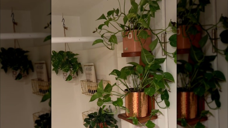 Duvara monte bitki ekranı olarak kullanılan vintage kağıt havlu düzenleyici