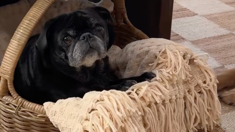 Battaniyeli bir sepet içinde oturan sevimli siyah boksör