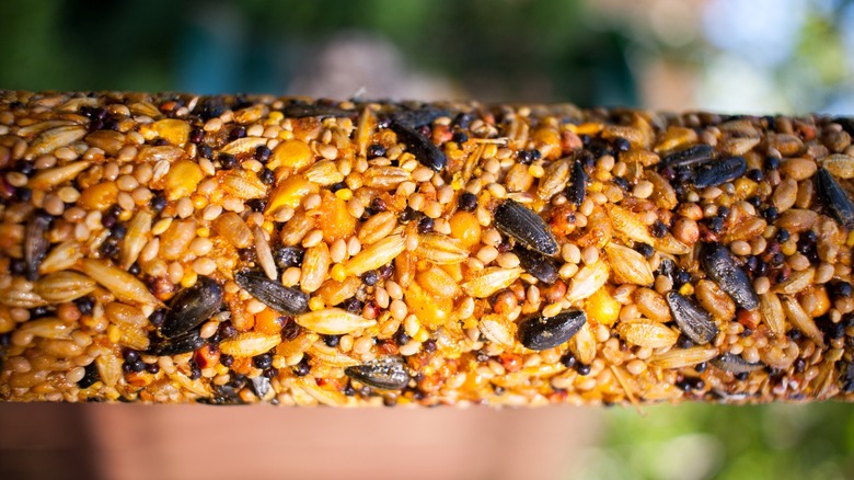 Mısır koçanı üzerine bastırılan kuş tohumunun yakın çekimi.