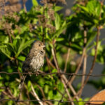 Doğal Kuş Besleyicileri Yapmak İçin Kullanabileceğiniz 8 Artık Artık Yiyecek