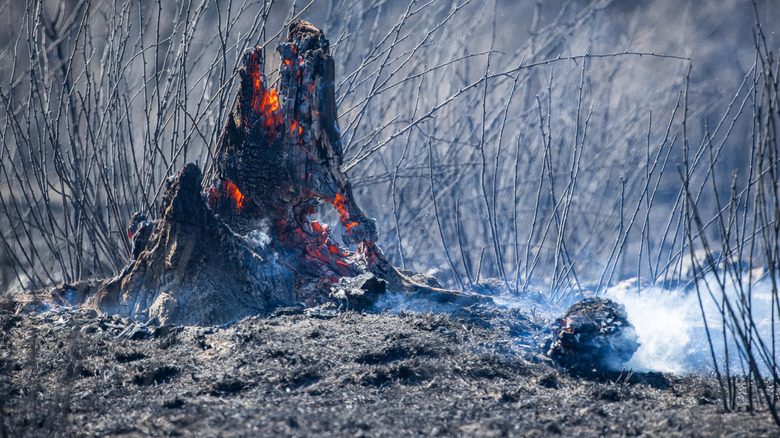 Duman ve küllerle yanan ağaç kütüğü.