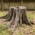 Faydadan Çok Zarar Verebilecek Ağaç Kütüğünü Temizleme Hilesi
