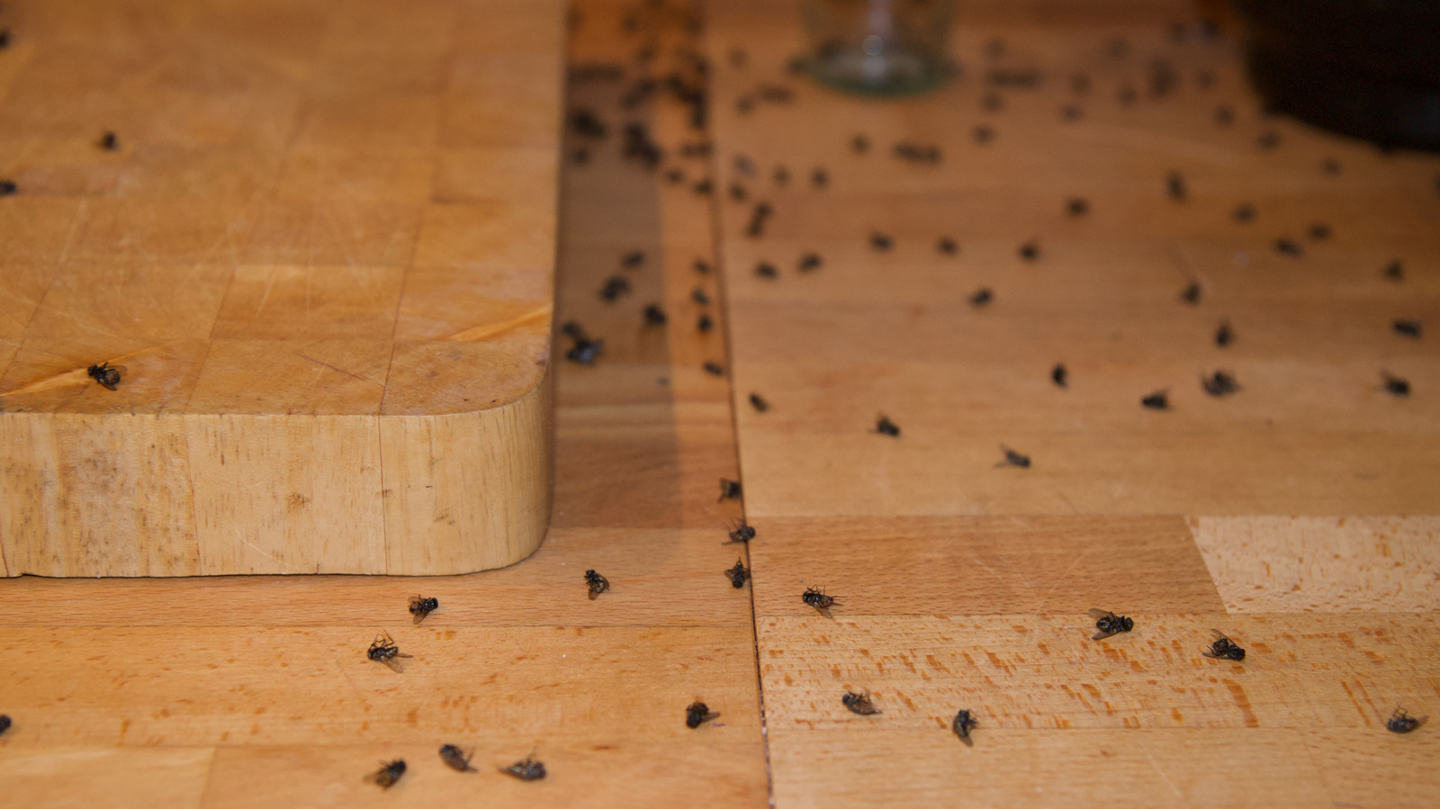 Evinizde Ölü Sinekler Bulmaya Devam Edin mi? İşte Yapabilecekleriniz