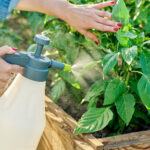 Zararlıları Bahçenizden ve Bahçenizden Uzaklaştırabilecek Ortak Mutfak Hurdası