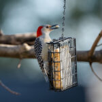 Kuşların Keyfini Çıkarmak İçin Bahçenize Akmasını Sağlayacak Ev Yapımı İkram