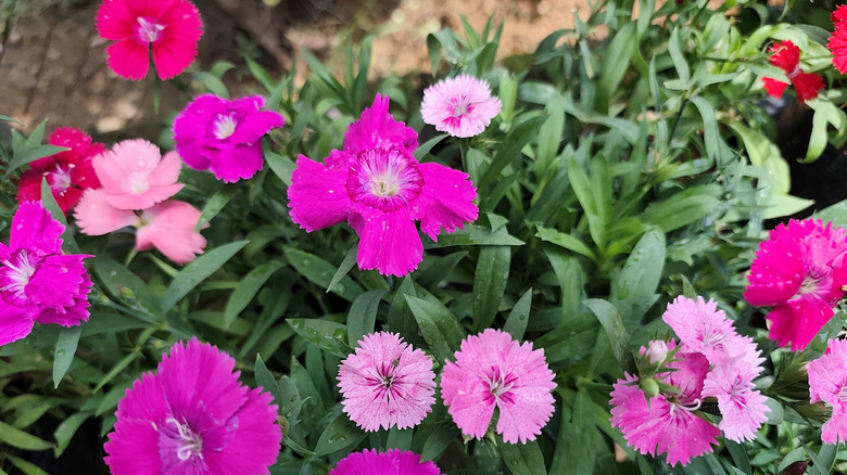 Çiçek açan pembe dianthus tonları.