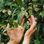 Helen Keller'ın Duyusal Bahçesinde Bulunmayı Sevdiği 12 Bitki (Ve Kendi Versiyonunuzu Nasıl Oluşturabilirsiniz)