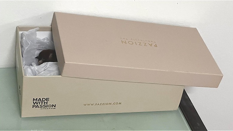 İçinde iyileşmekte olan yaralı bir kuşu gösteren açık kapaklı gri ayakkabı kutusu.