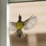 Pencerenize Kuş Uçarsa Alınacak Önemli Adımlar