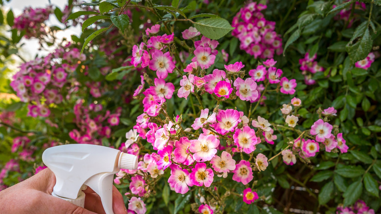 Haşere kontrolü için güzel pembe ve beyaz güller püskürten sprey şişeli bir el