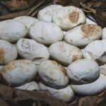 Bahçenizde Yılan Yumurtası Bulursanız Ne Yapmalısınız?