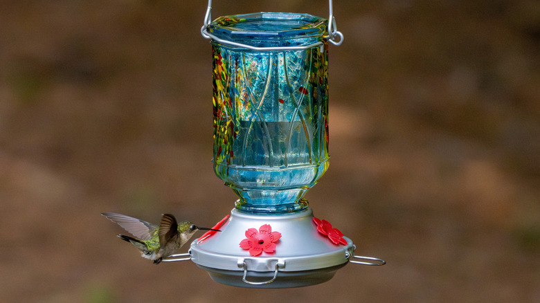 cam besleyicideki sinek kuşu