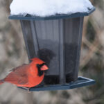 Küflenmeye Karşı En Güçlü Kuş Yemlik Malzemeleri