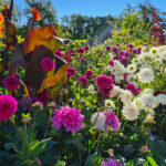 Renkli Çiçeklerle Dolu Bir Bahar İçin Bu Dayanıklı Çok Yıllık Bitkiyi Kışın Sonlarında İç Mekanda Başlatın