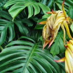 Bu Gübreleme İpuçlarıyla Monstera Bitkinizin Gelişmesine Yardımcı Olun