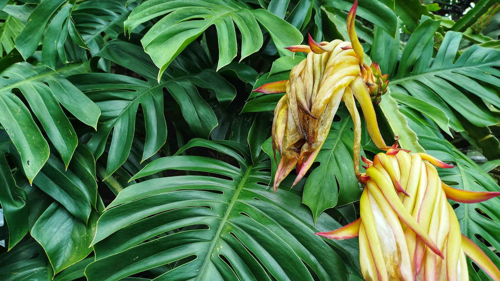 Bu Gübreleme İpuçlarıyla Monstera Bitkinizin Gelişmesine Yardımcı Olun