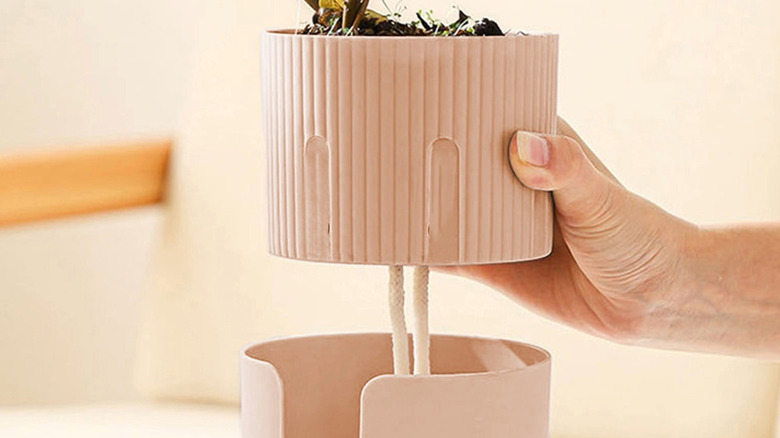 Bitki saksısı rezervuarından fitili kaldıran bir kişi