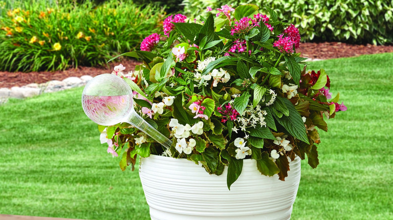 Büyük bir saksıda cam küre, kendi kendini sulayan alet