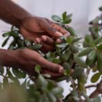 Uzun ve Uzun Bacaklı Yeşim Bitkinizin Dolu ve Sağlıklı Görünmesini Nasıl Sağlayabilirsiniz?