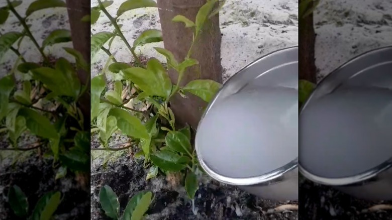 Pirinç suyuyla gübrelenen bir narenciye ağacı.